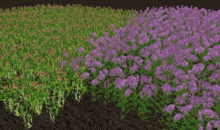 Clover and Alfalfa Plants v1.0