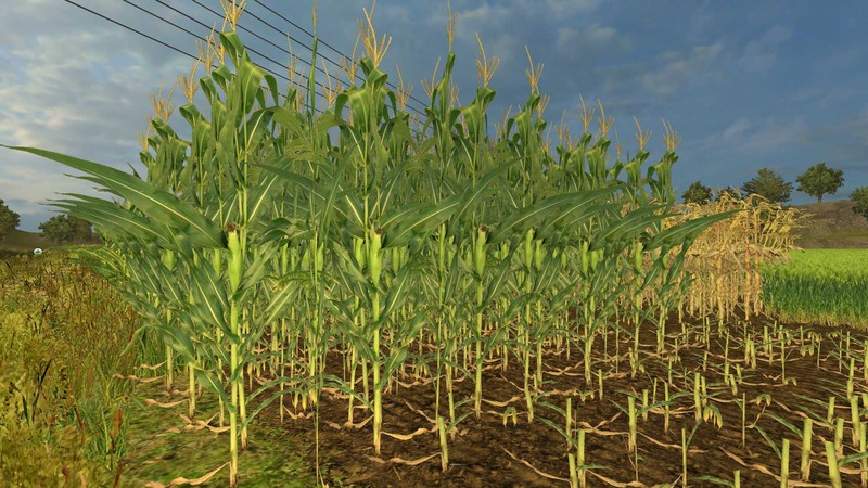 REAL CORN TEXTURE HD V 1.0